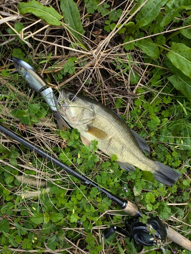 ブラックバスの釣果