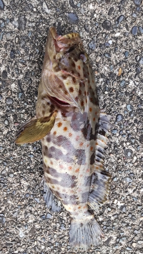 チャイロマルハタの釣果