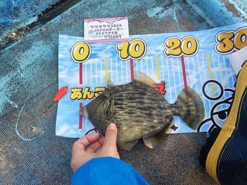 カワハギの釣果