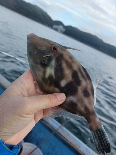 ウマヅラハギの釣果