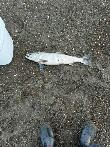 サケの釣果