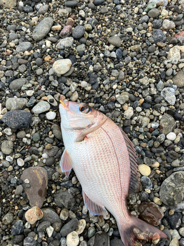 タイの釣果