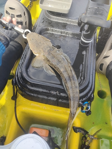 マゴチの釣果