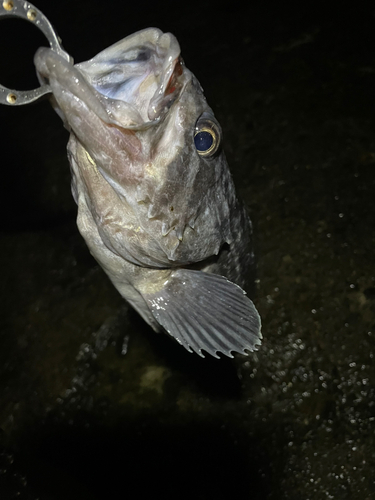 クロソイの釣果