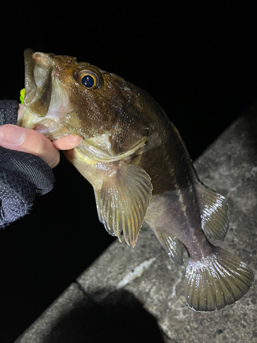 シマゾイの釣果