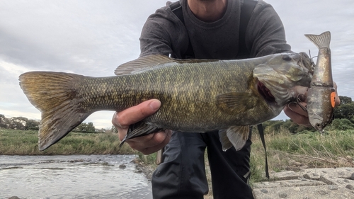 スモールマウスバスの釣果