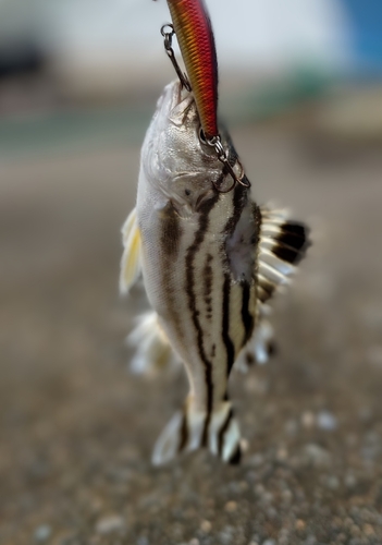 コトヒキの釣果