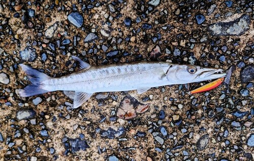 オニカマスの釣果