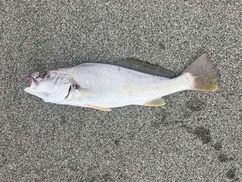 ニベの釣果