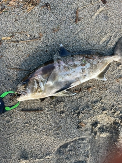 アイブリの釣果