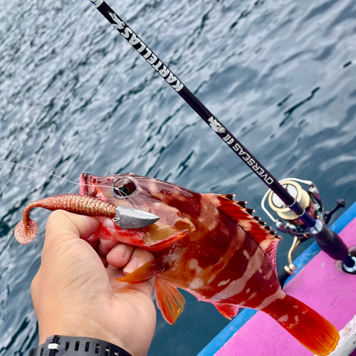 アカハタの釣果