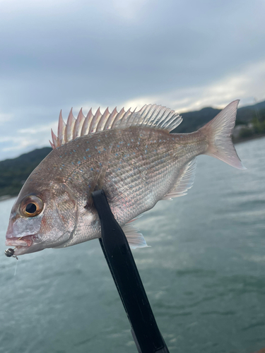 チャリコの釣果