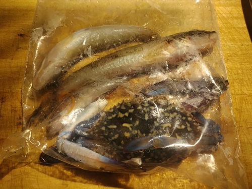 ハゼの釣果