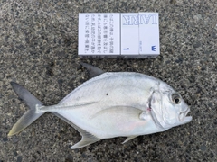 メッキの釣果