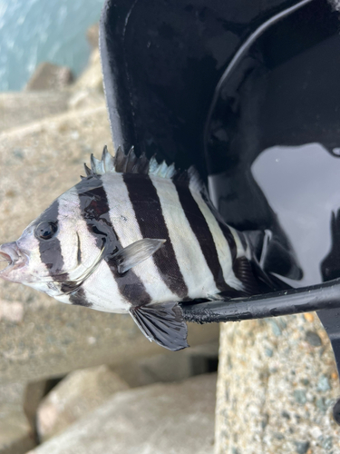 イシダイの釣果