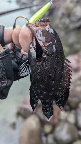 アオノメハタの釣果