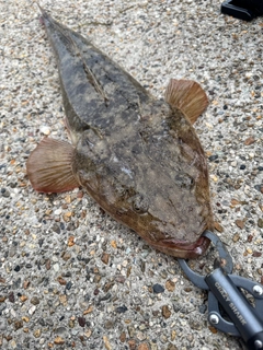 マゴチの釣果