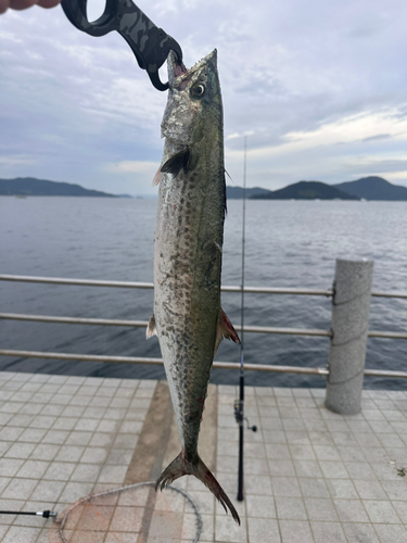 サゴシの釣果