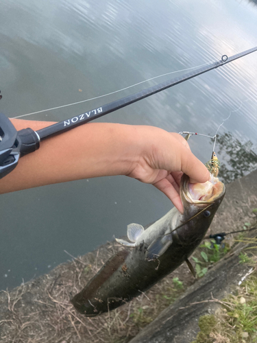 ナマズの釣果