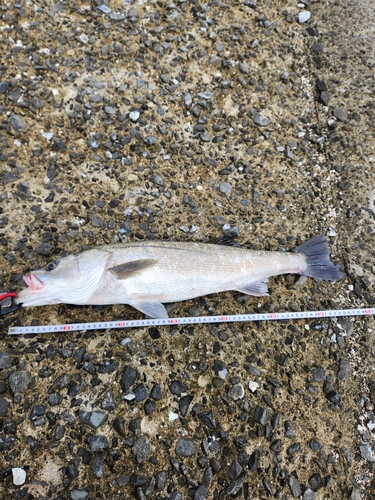 シーバスの釣果