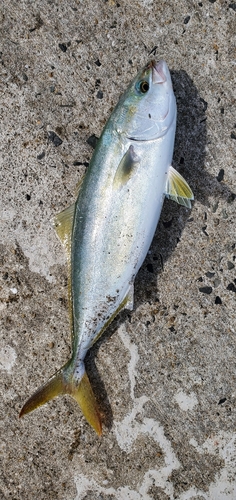 ヤズの釣果