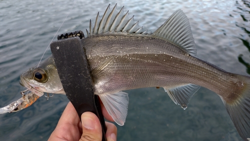 セイゴ（マルスズキ）の釣果