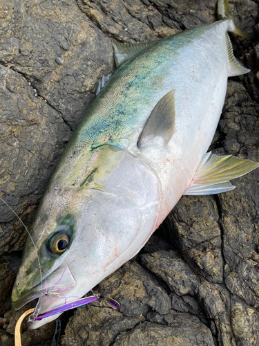 ブリの釣果