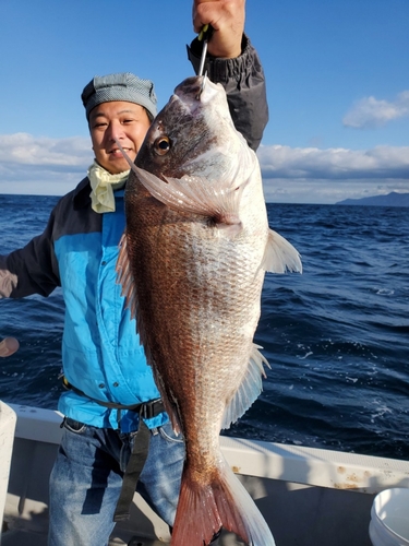 マダイの釣果