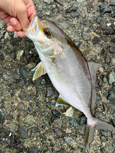 ショゴの釣果