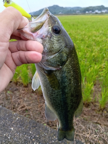 ラージマウスバスの釣果