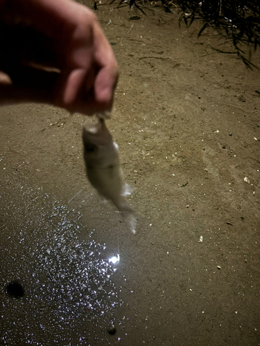 セイゴ（ヒラスズキ）の釣果