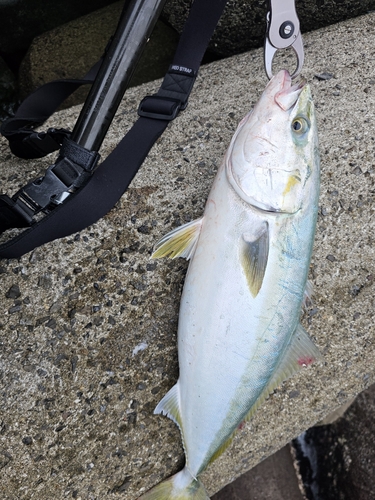 ハマチの釣果