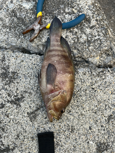 ヤミハタの釣果