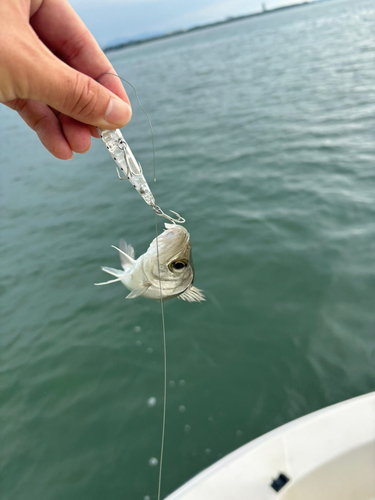 セイゴ（マルスズキ）の釣果