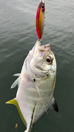 メッキの釣果