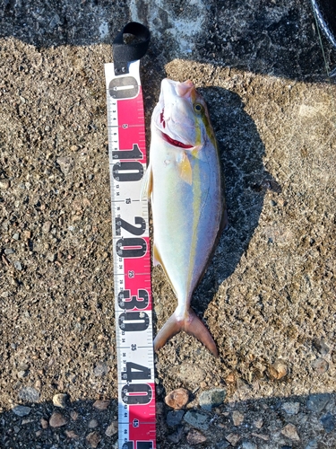 ショゴの釣果