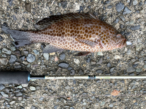 オオモンハタの釣果