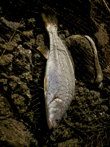 オオニベの釣果