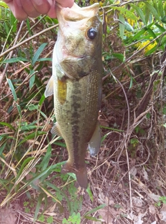 ブラックバスの釣果