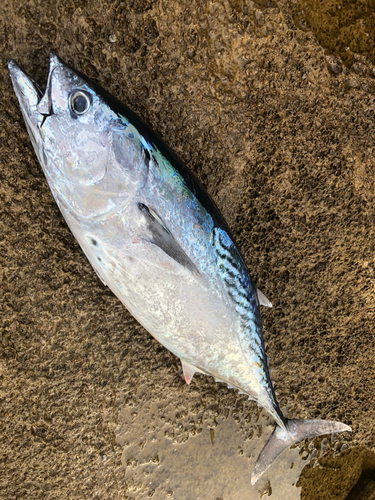 スマガツオの釣果