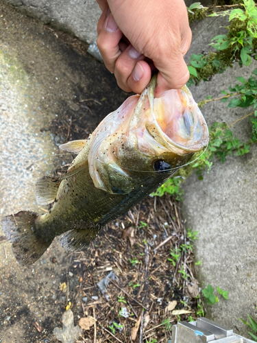 ブラックバスの釣果