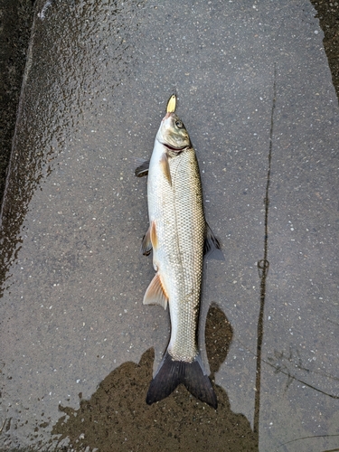 ウグイの釣果