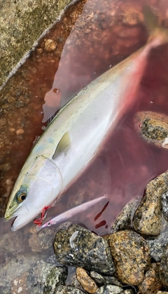 ヤズの釣果