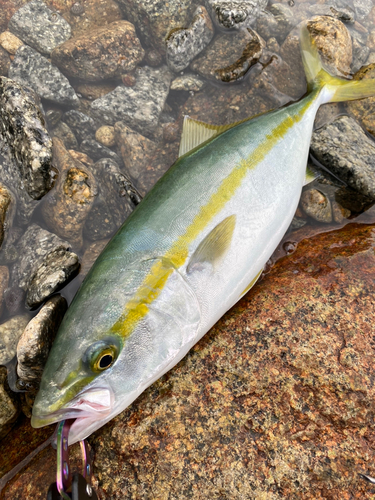 ヤズの釣果