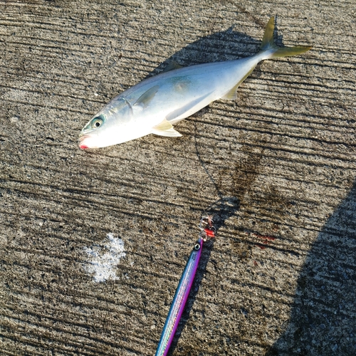 ワカシの釣果