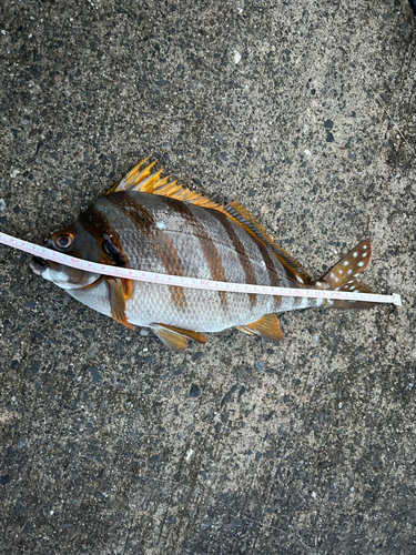 タカノハダイの釣果