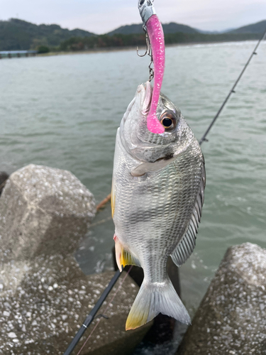 キチヌの釣果