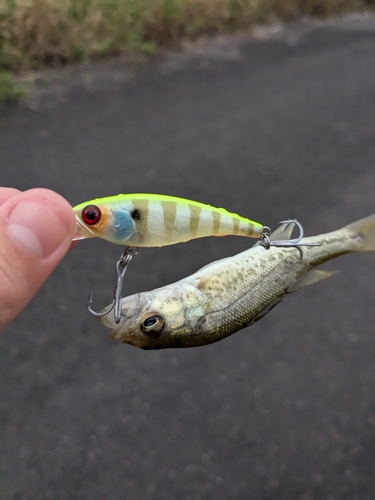 ブラックバスの釣果