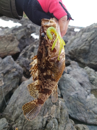 タケノコメバルの釣果