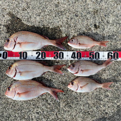 マダイの釣果